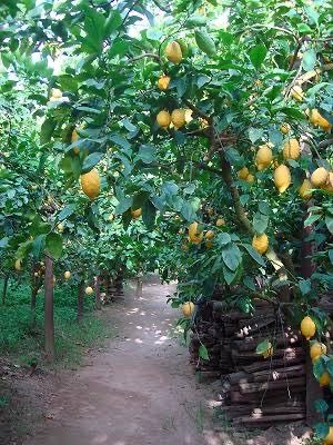 モンマリエシェリル新色発売 | 京橋店 | メイキングランジェリー