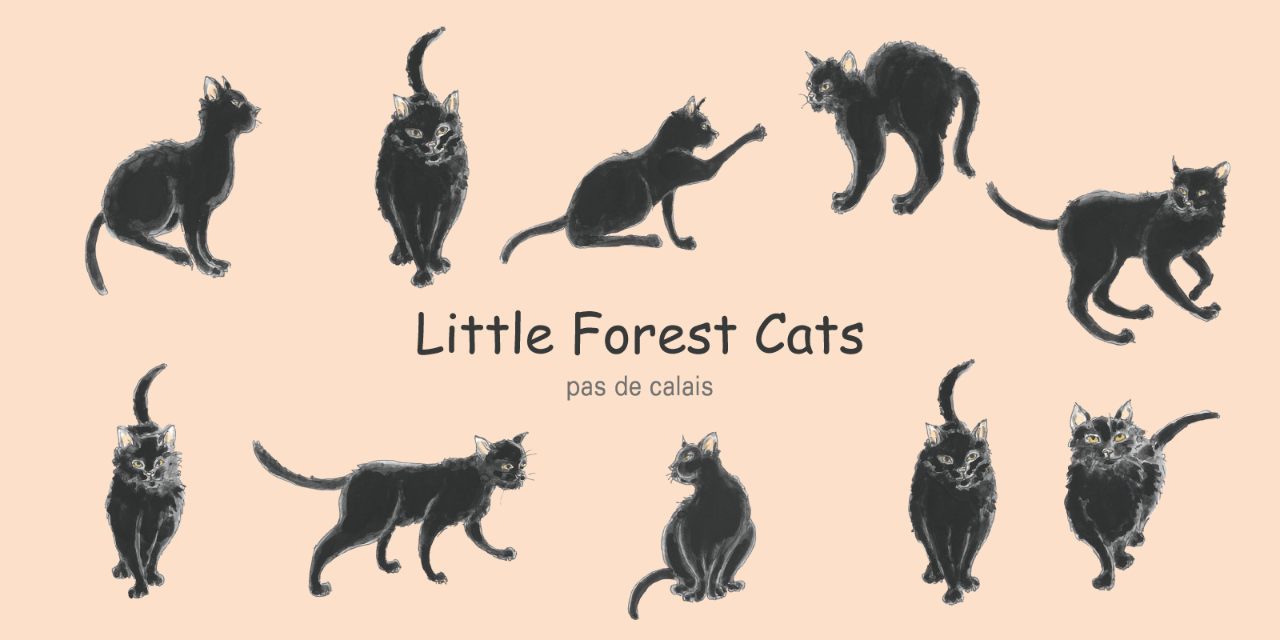 cat! cat! cat! | pas de calais Online | pas de calais | パドカレ