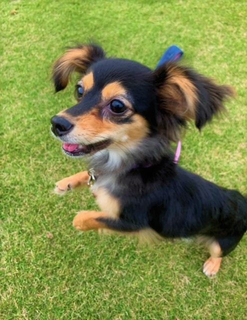 イーアスつくばストア フライング タイガー コペンハーゲン Flying Tiger Copenhagen