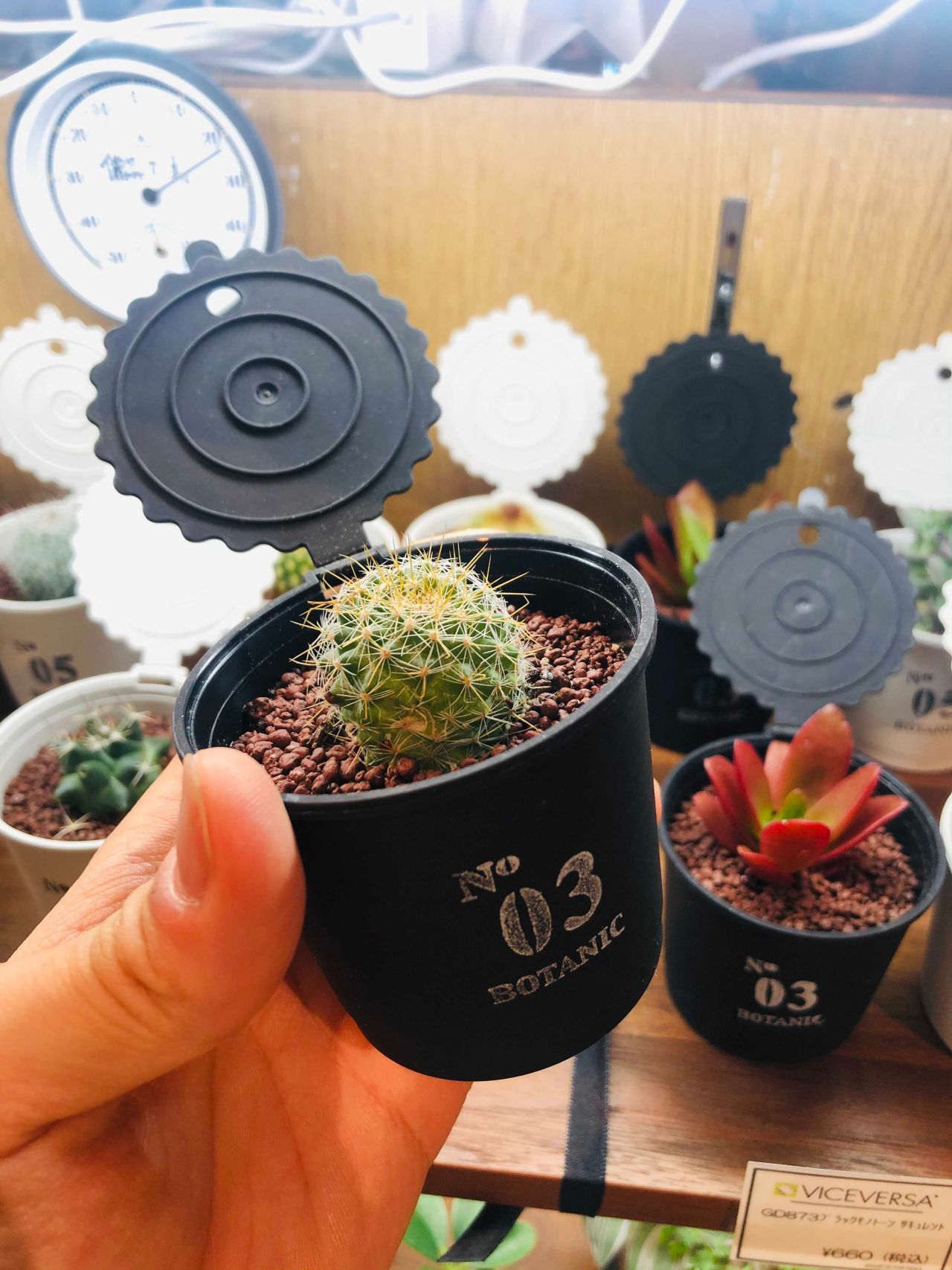 こりゃ愛でてーな植物 Viceversa札幌 アントレックス公式ブログ