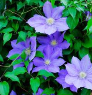 モンマリエ フェリットアイボリー登場 | 桑名店 | メイキング