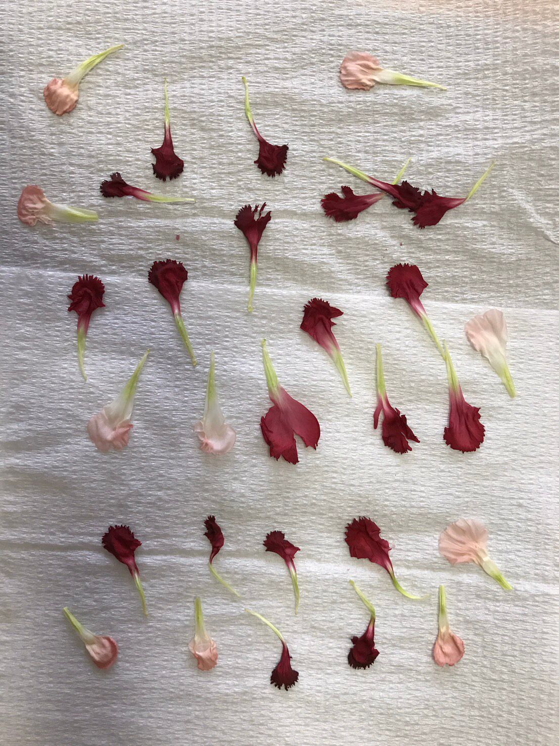 レンジで作る押し花 ダックテキスタイル株式会社 レンジで作る押し花 ダックテキスタイル株式会社