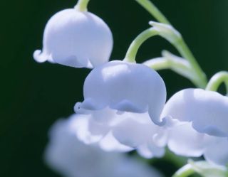 NIWAKA】セットでおすすめの白鈴 | 岡山拠点のトミヤ