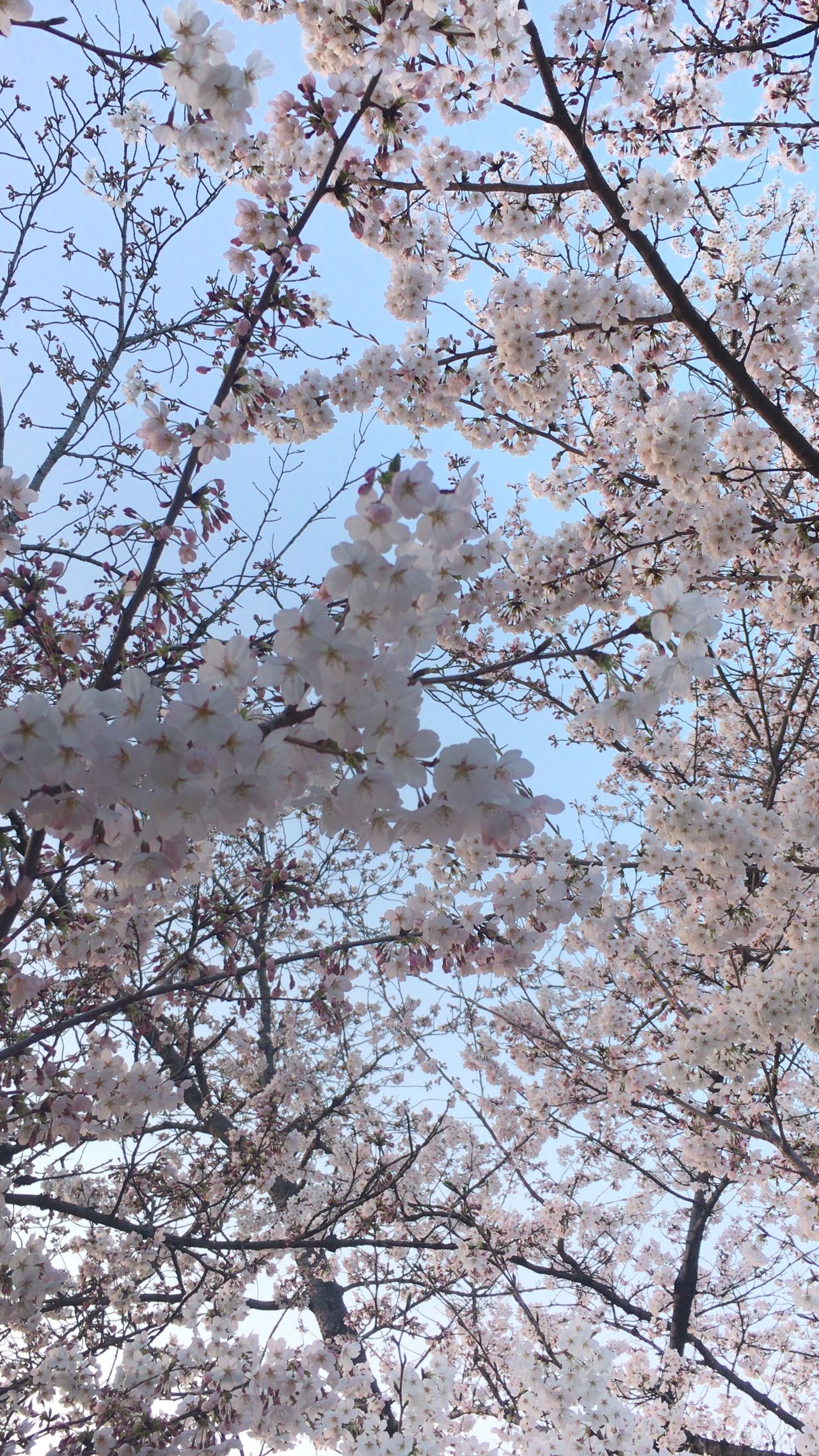 この美しい時計は何！（Hモーザー） 岡山拠点のトミヤコーポレーション公式ショップブログ