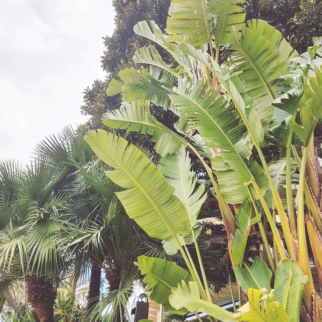 レースハイネック水着でトレンド アミュプラザ博多店 Peak Pine ピーク パイン 公式ブログ