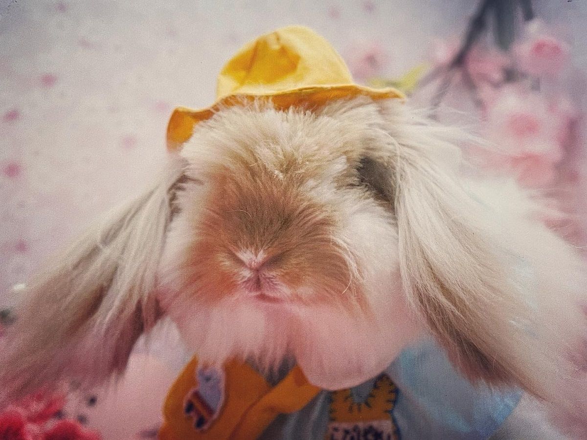 ウサギとゴリラの話 | 岡山拠点のトミヤコーポレーション公式ショップ