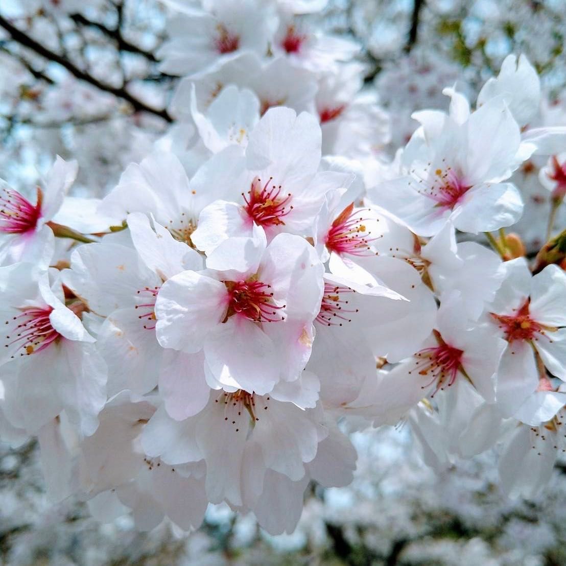 新しい刺し子｜MOMOTARO JEANS MOMOTARO JEANS 大阪店公式ブログ