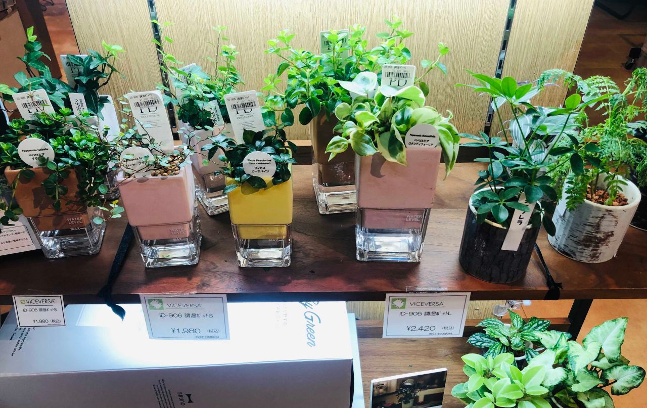 こりゃ愛でてーな植物 Viceversa札幌 アントレックス公式ブログ