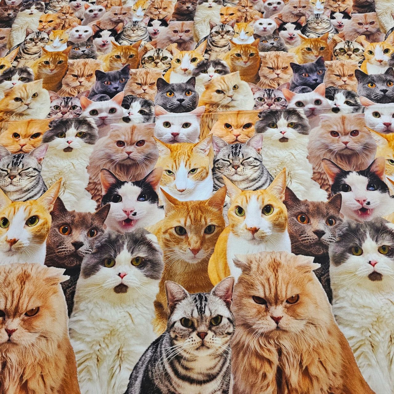 インクジェットプリント猫・トイプードル柄生地入荷しました | 9F