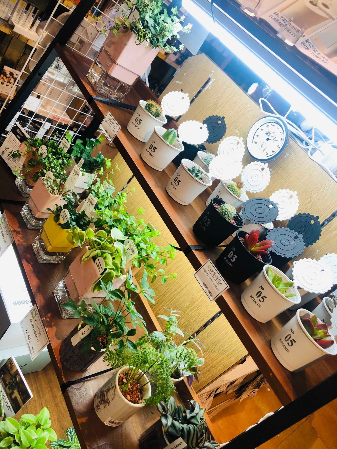 こりゃ愛でてーな植物 Viceversa札幌 アントレックス公式ブログ