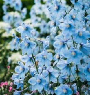 モンマリエ フェリットアイボリー登場 | 桑名店 | メイキング