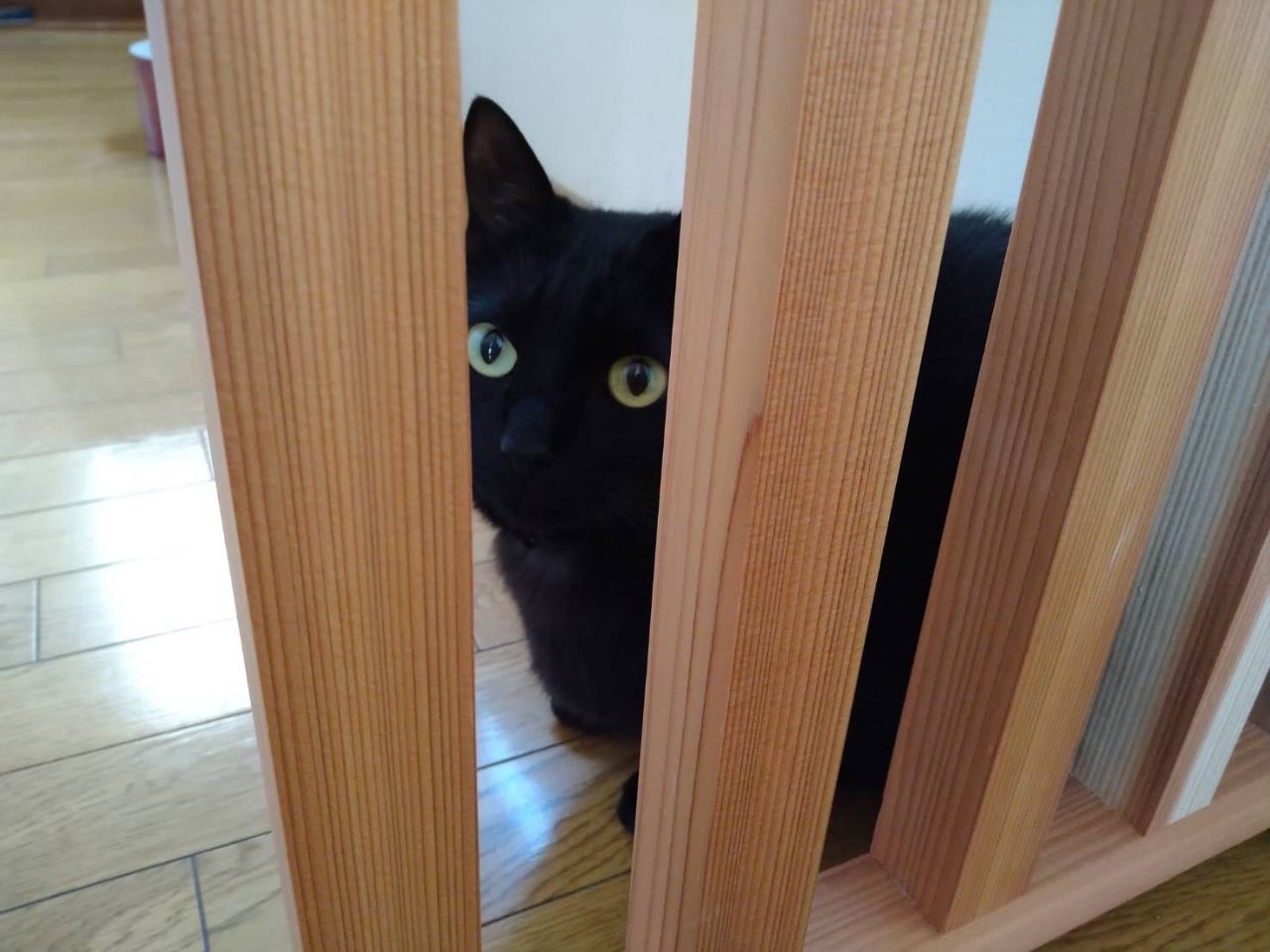 夏も近ずく 猫は逃げ出す 夏にぴったりワンピース Branshes Chouchou ゆめタウン廿日市店 子供服のブランシェス Branshes 公式ショップブログ