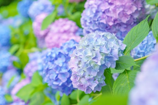 Aroma Polti | アントレックス公式ブログ