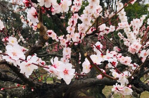 ポプリはいかが Tgm Glorious Market Staff Blog Mitsumine 三峰 オフィシャルサイト